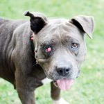 Pet of the Week